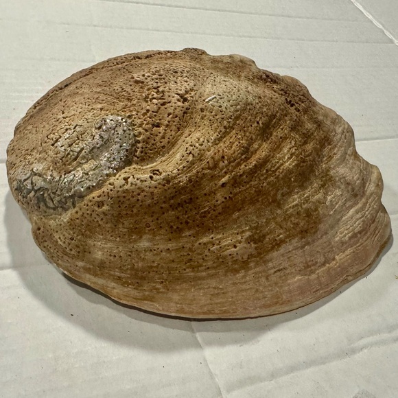 Iridescent Abalone Shell - Picture 7 of 8